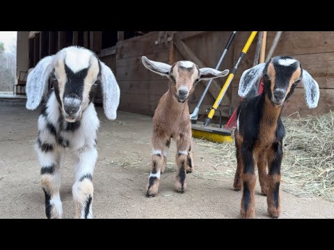 Three young goats stand in the doorway of a barn