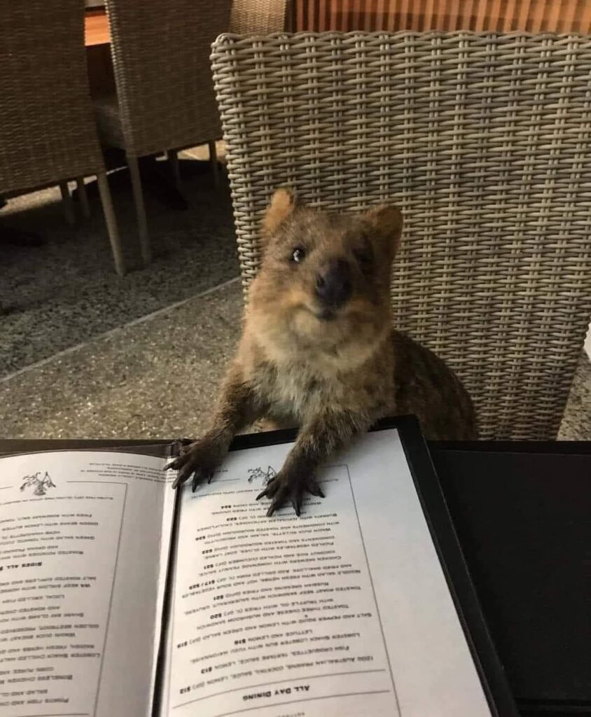 In a restaurant, a quokka sits on a wicker chair with paws touching the menu, looking up as if addressing the server.