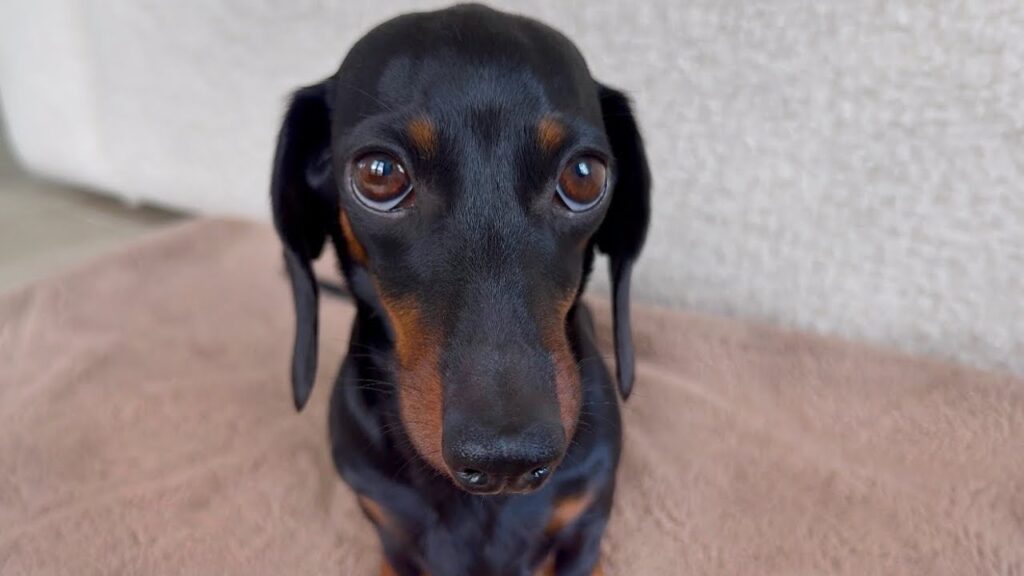 Closeup of a dachshund dog with black and tan fur