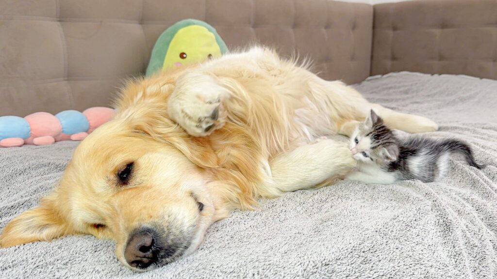 A Golden retriever dog lies on its side. A small kitten is about to bite one of its toes.