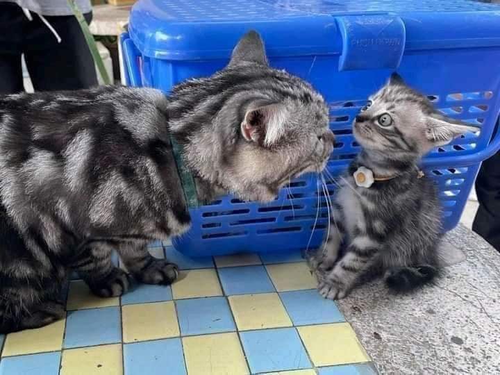 A large cat stares down a small kitten, who looks wide-eyed and a little bit scared.