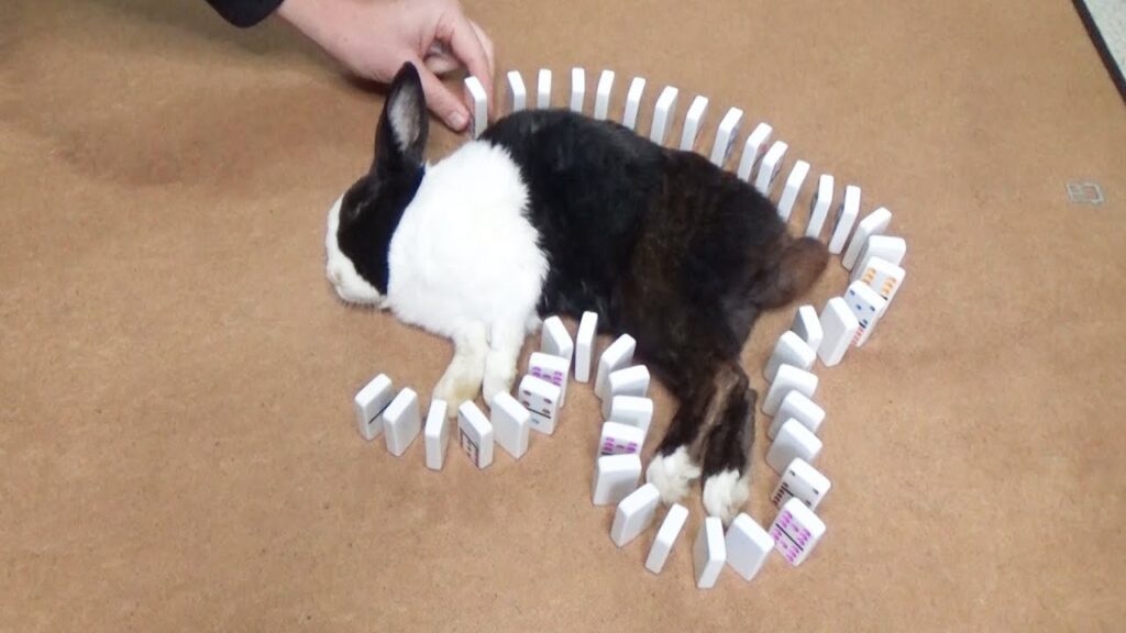 A black and white rabbit reclines on its side sleeping. A human hand is placing one of many dominoes to create a wall around the rabbit.
