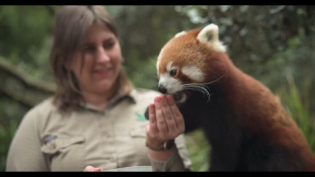 A red panda eats a snack from the hand of a young woman wearing a khaki shirt.