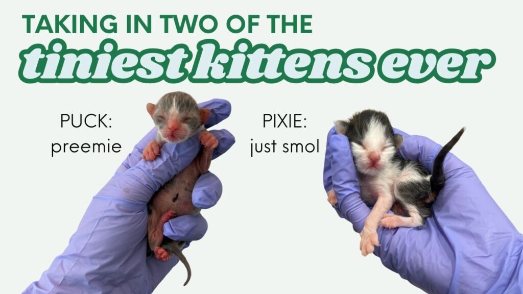 Title card from a YouTube video showing the title "taking into of the tiniest kittens ever". Beneath the title to gloved hands hold very small kittens, one labeled Puck (preemie) and the other labeled Pixie (just smol)