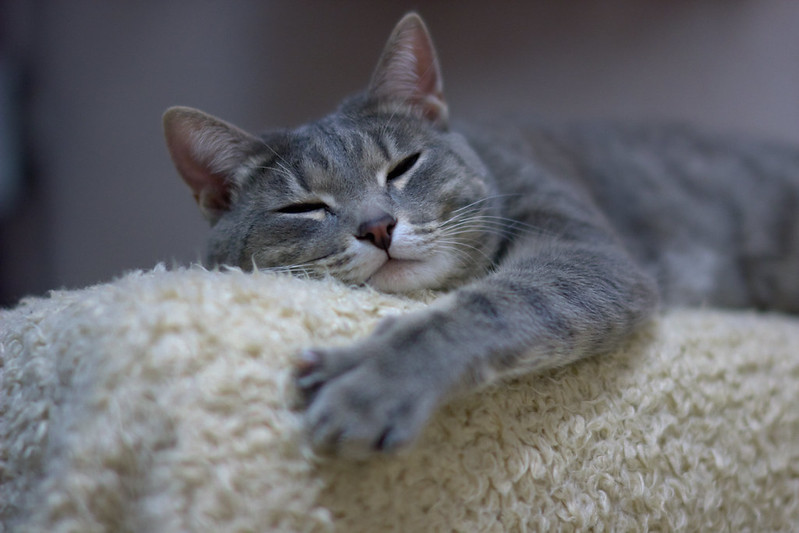 A gray cat clings with its paw to the armrest of a sofa.