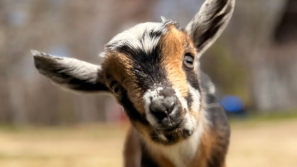 Close up of the face of a baby goat.