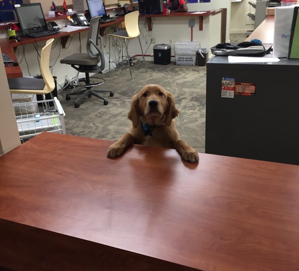 Photo of an empty office with desks, chairs and computer workstations. The only occupant is a dog, who places his paws on the countertop and looks up at you.