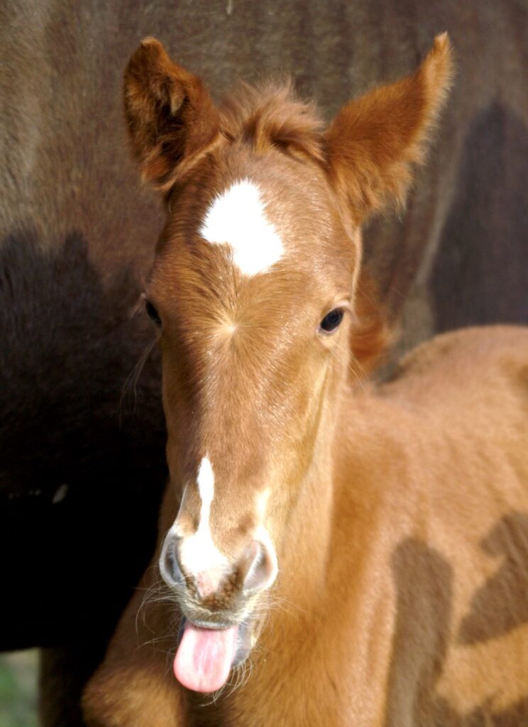 Close up of the very long head of a young pony, sticking its tongue out.