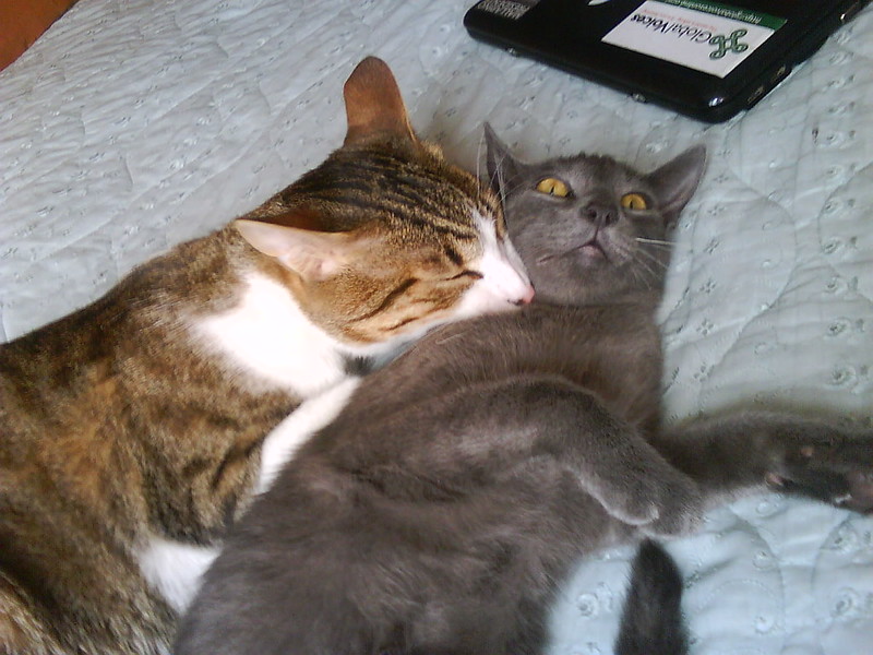 two cats lie together on a bedspread. One cat rests its nose on the neck of the other cat, who looks alarmed.