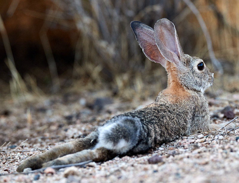 A wild rabbit rests on its side facing away, giving a perfect view of its fluffy cotton tail.