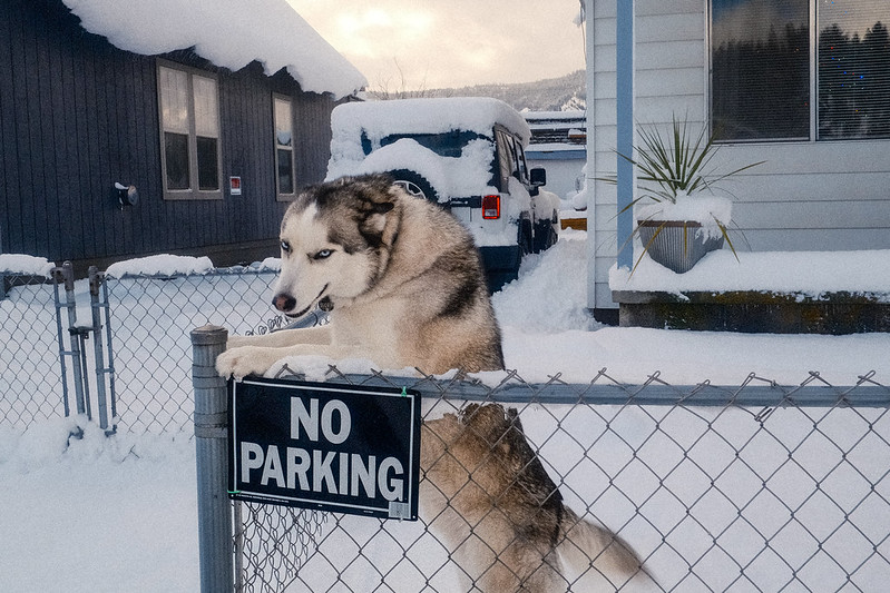 A husky dog stands on its hind legs resting its front paws on a chain link fence. A sign on the fence reads "no parking."