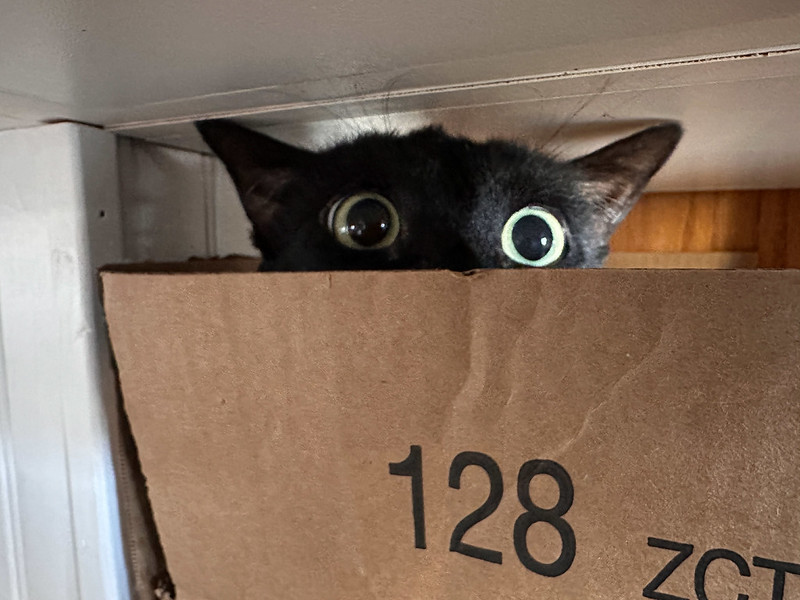 a black cat peers out from a cardboard box tucked into a shelf. Only the cat's ears and wide eyes are visible.