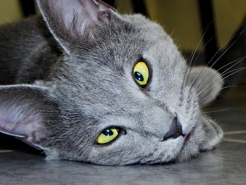 close up of the face of a cat with oddly crossed eyes