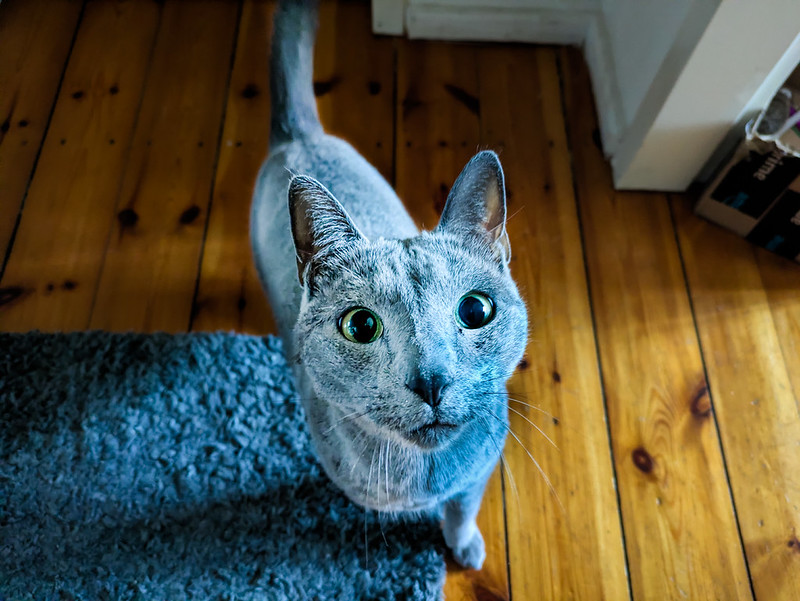 A cat with blue gray fur and big wide eyes stands on the floor and looks up at you.
