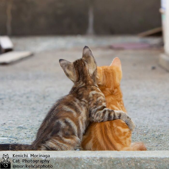 Two kittens sit facing away from camera. One kitten has its arm around the other.