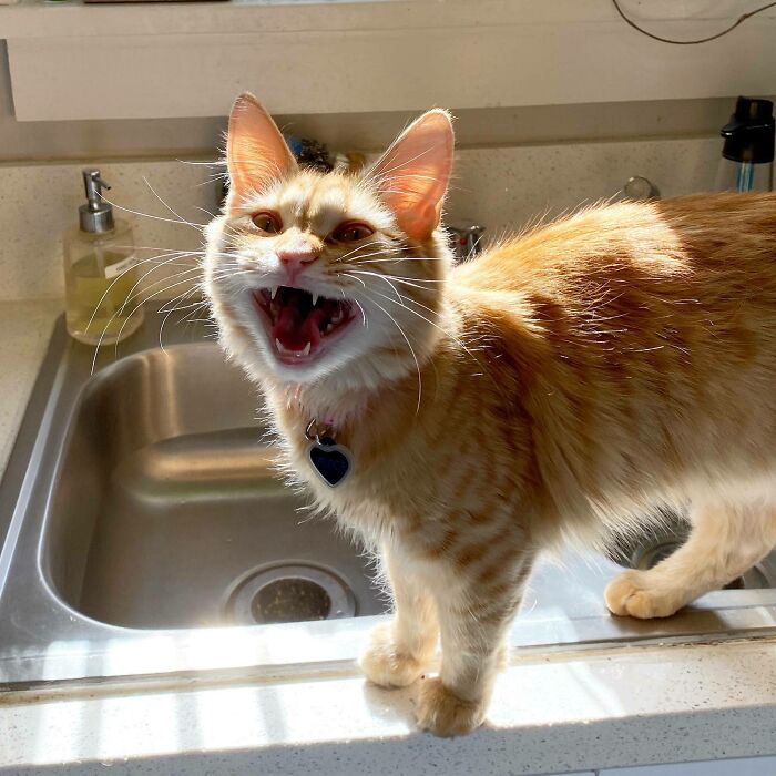 A cat with orange fur stands in front of the kitchen sink with its mouth open as if yelling