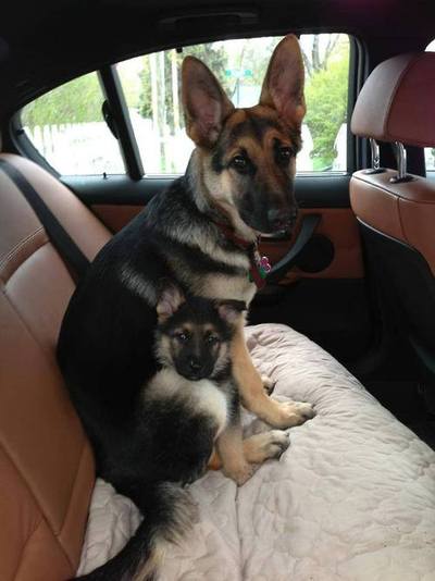 A German Shepherd dog sits on the back seat of a car. The face of a German Shepherd puppy can be seen peeking out from under the dog's arm.