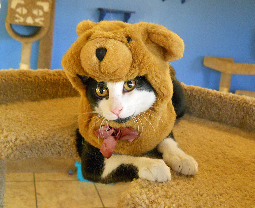 A cat with black fur and a white face reclines on a carpeted surface. The cat is wearing a hood that looks like a teddy bear head.