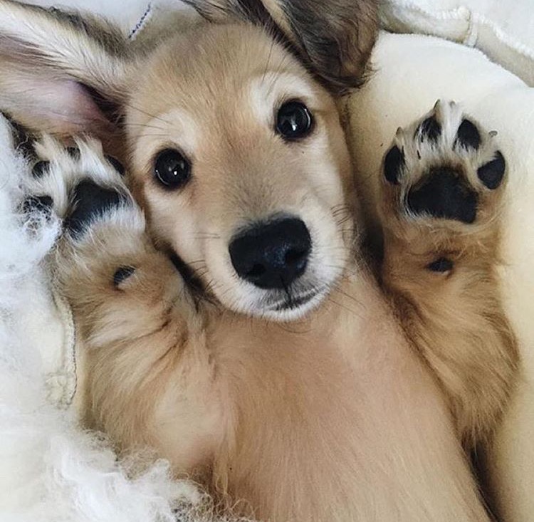 A puppy with light tan fur lies on its back and raises its paws to its head, staring at you expectantly.