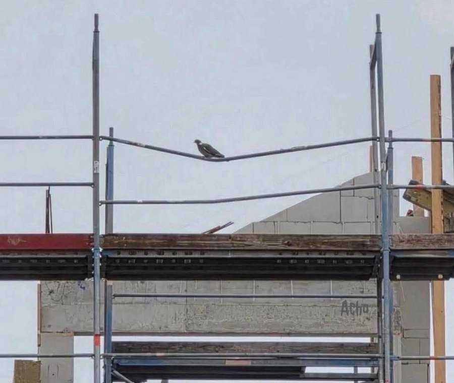 A pigeon sits on a piece of scaffolding that is bent downward exactly underneath it.