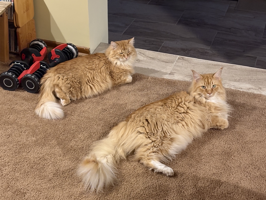 Two cats lie on a carpeted floor next to a set of handheld exercise weights.