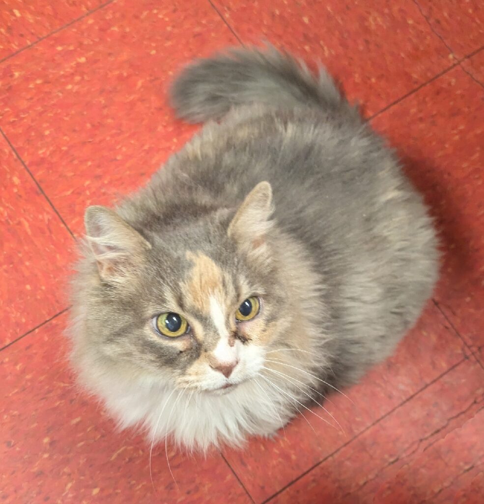 A cat with a calico fur pattern, photographed from overhead. 