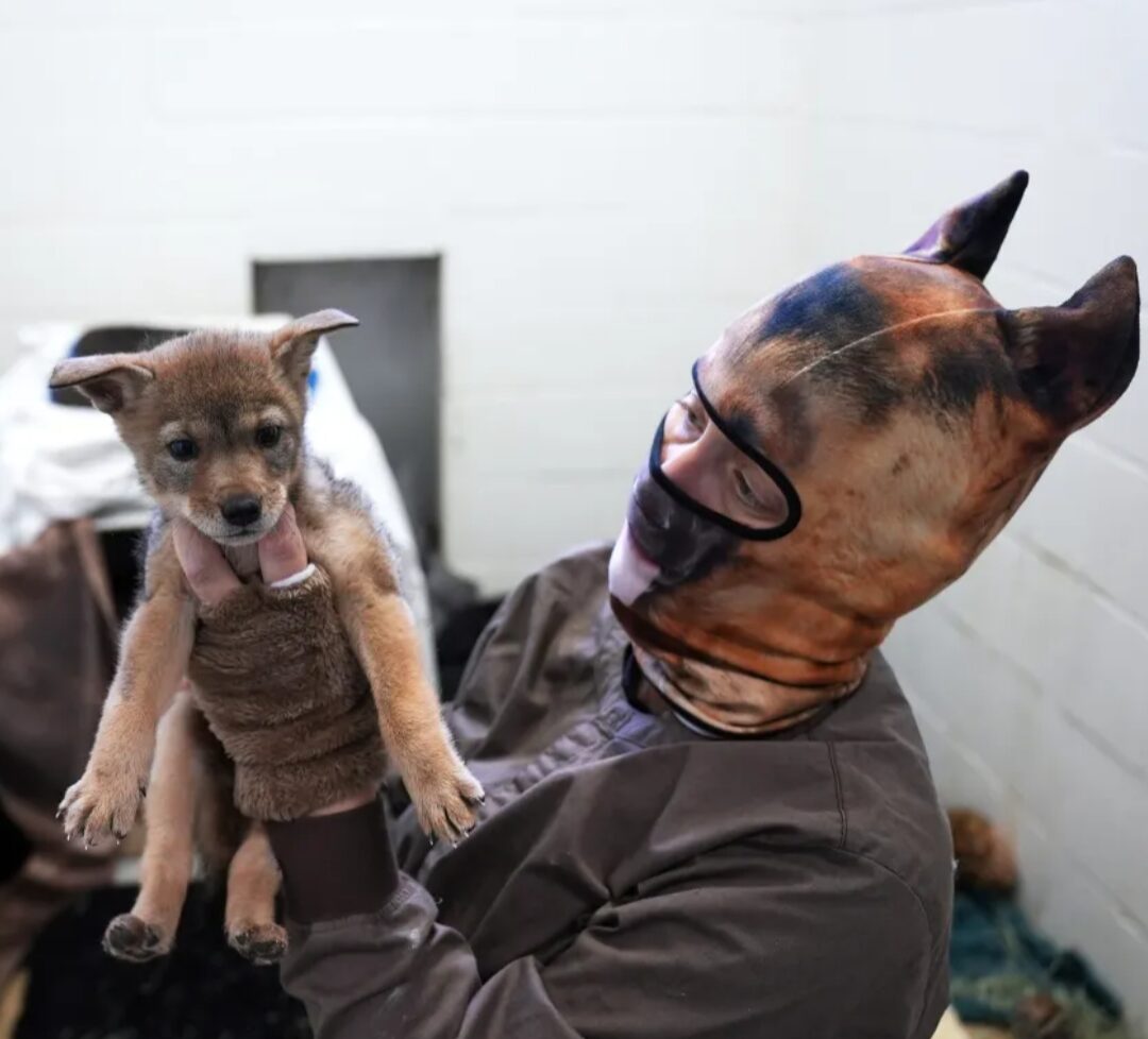 A person wearing a ski mask with dog ears holds a coyote pup