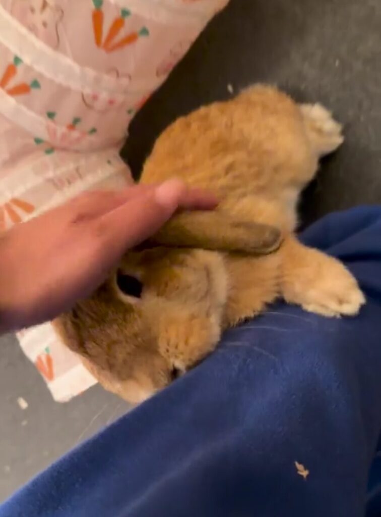 A rabbit stands up against the leg of a person who is petting the rabbit on the head.