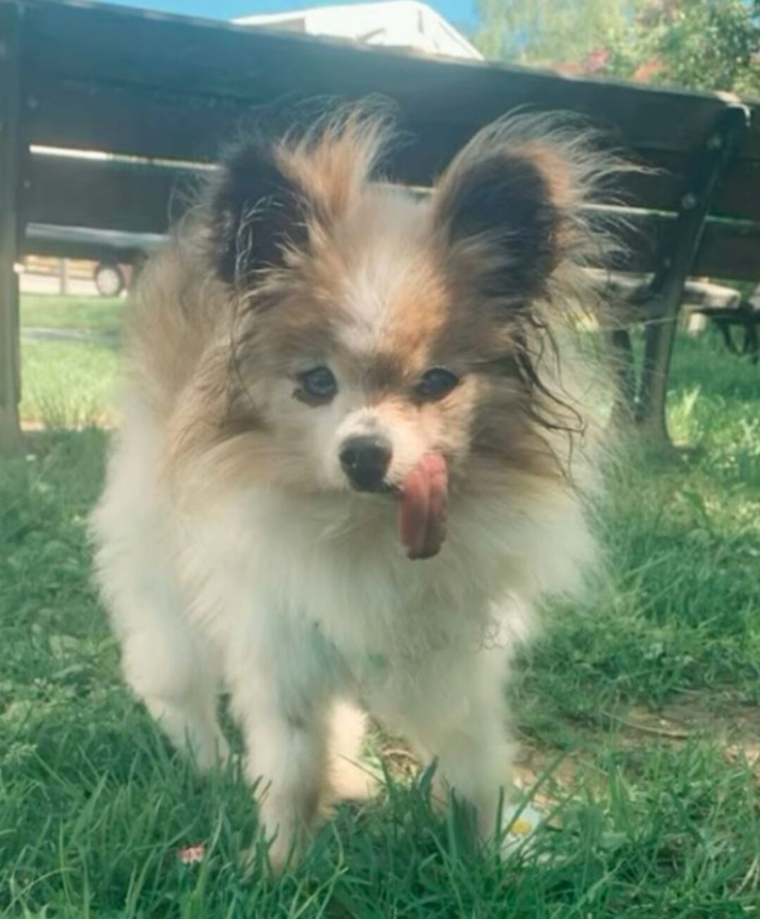 A small Pomeranian dog stands on a grassy field, with its tongue dangling from its mouth