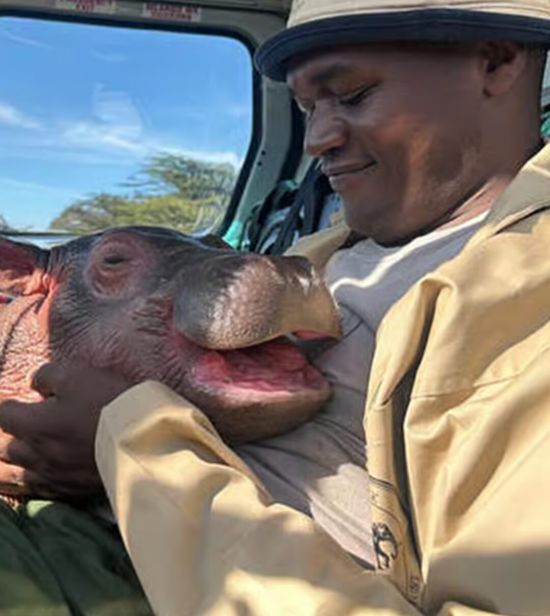 A man sits in a vehicle as a baby hippo rests its head on his chest.