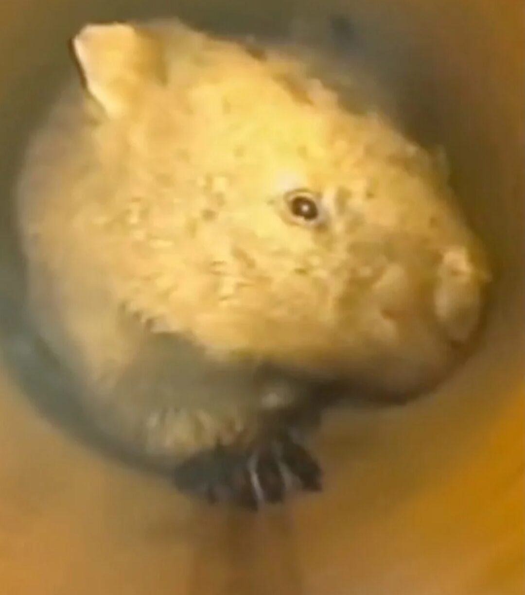 Close up image of a wombat inside a narrow tube