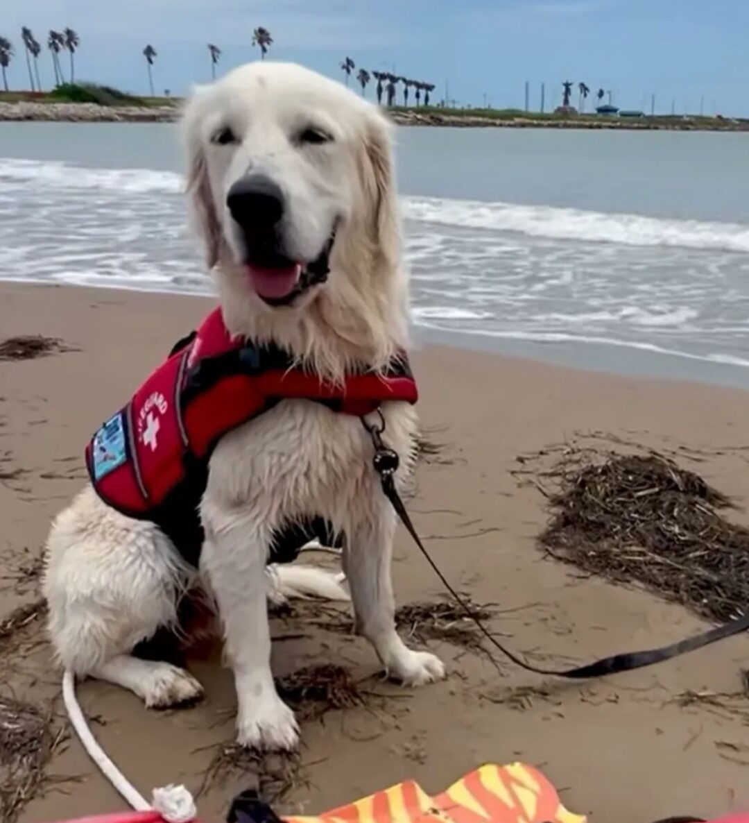 A dig with white fur stands on the beach at the edge of the water, wearing a red life jacket