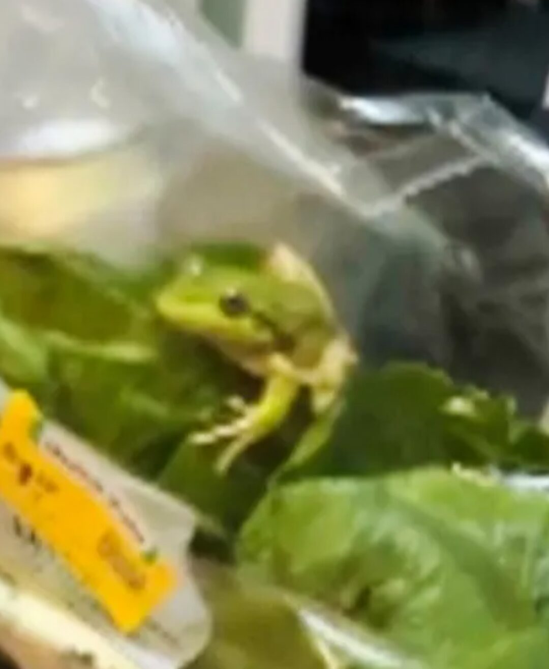 A small green frog nestled within leaves of lettuce