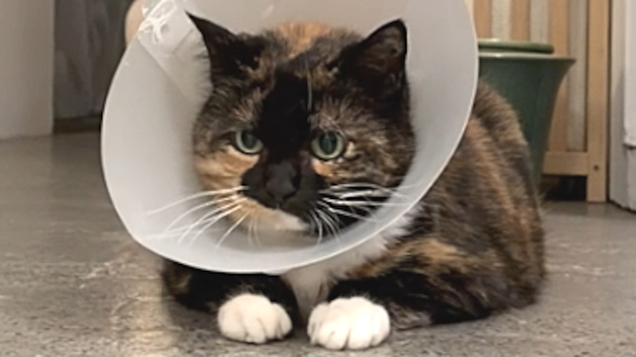 A cat wears a protective cone around its neck