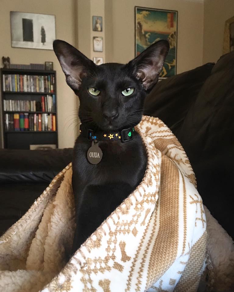 A black Sphynx cat with very large ears since with a blanket around its shoulders and stares at you.
