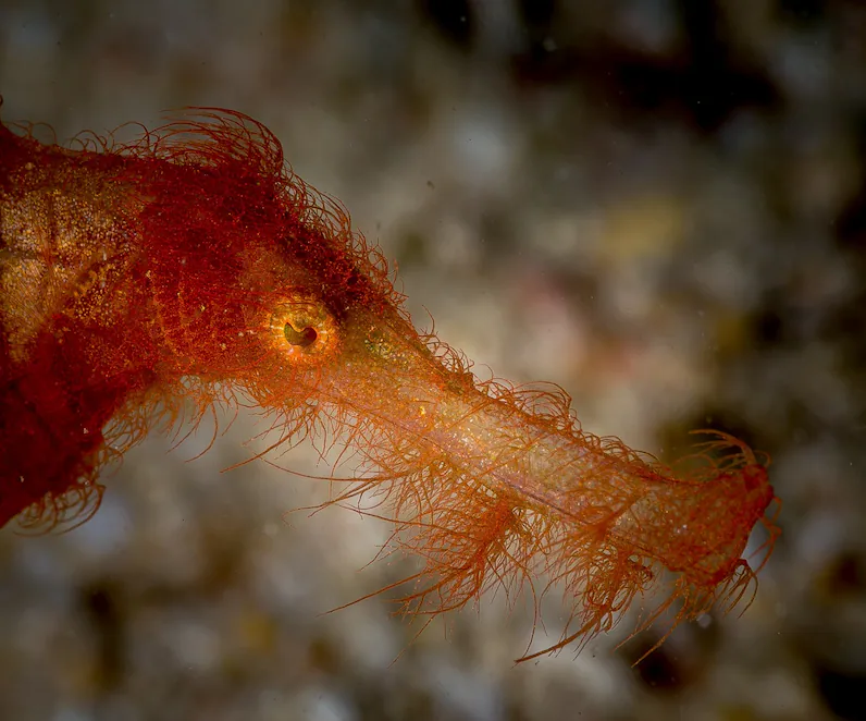 Close up of the face of a seahorse like creature with a long snout covered in scraggly orange hair