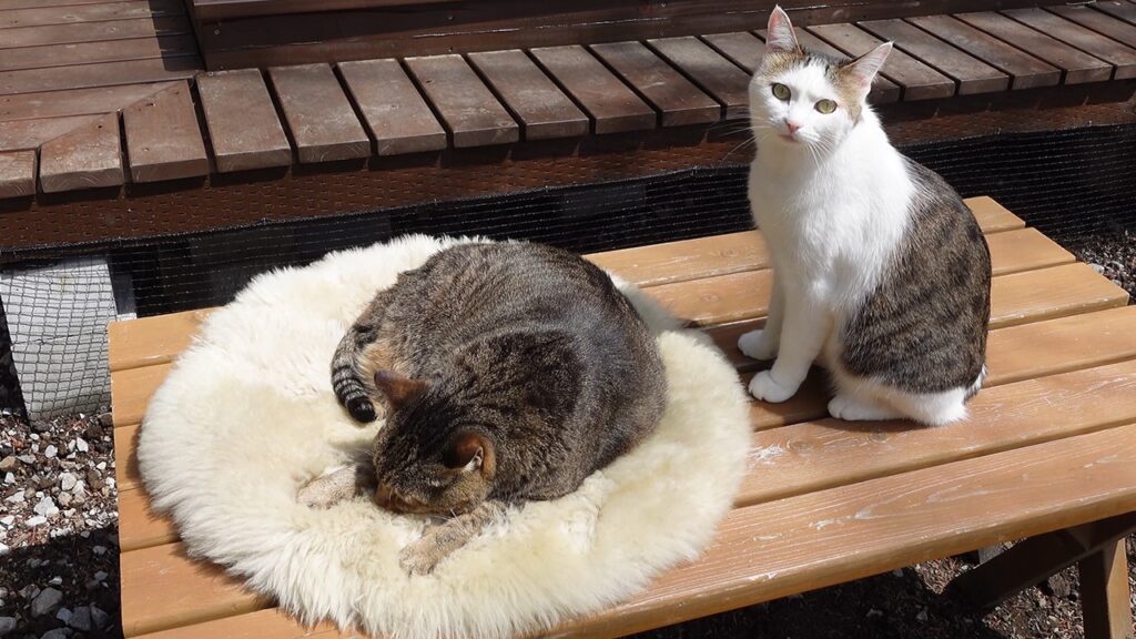In an outdoor setting, a cat with grey fur curls up sleeping on a round white mat. To the right, another cat sits and looks our direction.
