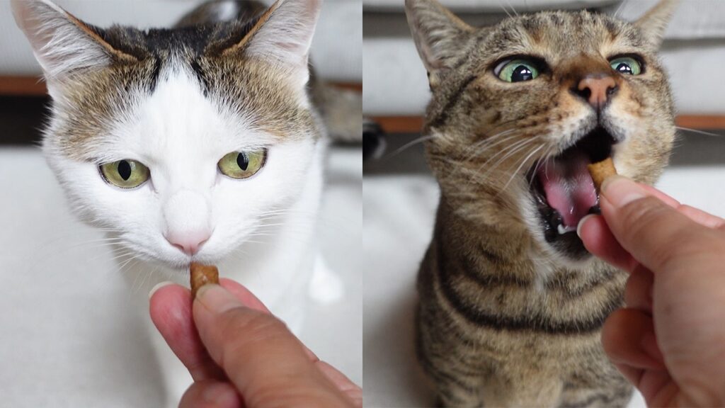 Photos of two cats, side by side. The cat on the left looks at a snack held under her nose, while the cat on the right opens her mouth to accept a snack.