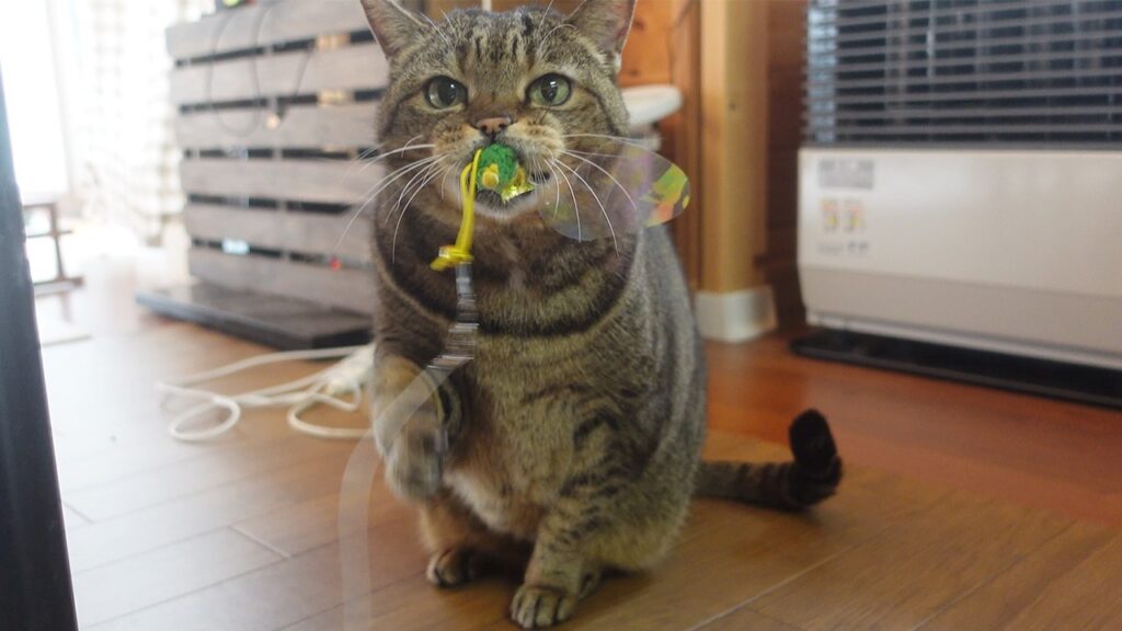 A gray cat holds a small toy in her mouth.