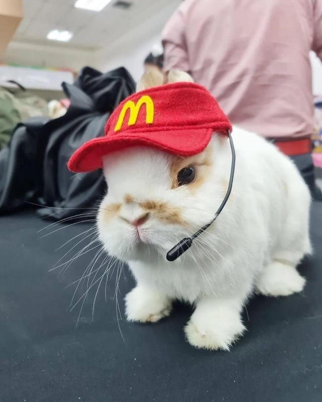 A white rabbit wears a toy visor with a McDonalds logo and a microphone.