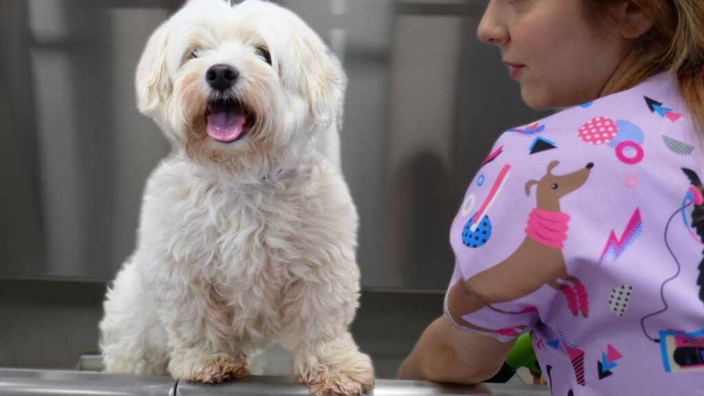A small white dog sits attentively on a table while a woman looks at her