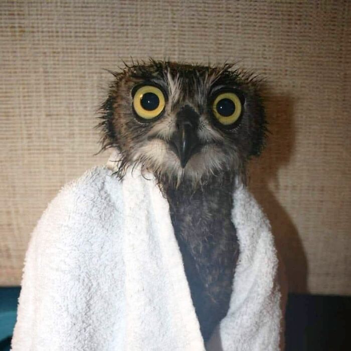 An owl wrapped in a towel that makes him look like a doctor wearing a lab coat