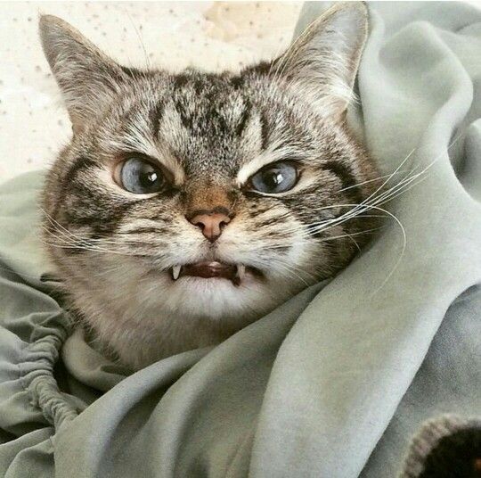 Close up of the face of a cat with prominent front fangs. The cat looks slightly annoyed.