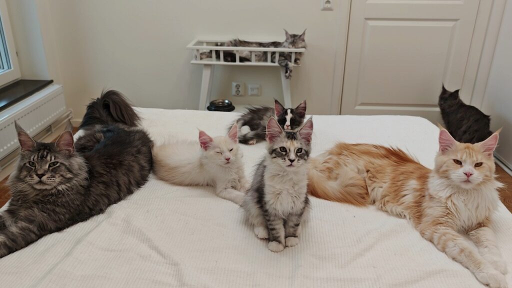 A grouping of Maine Coon cats and kittens rests on a bedspread.