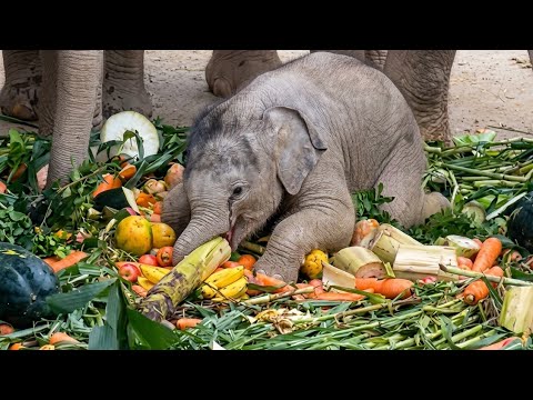 A baby elephant crawls across fruits and vegetables laid out on the ground.