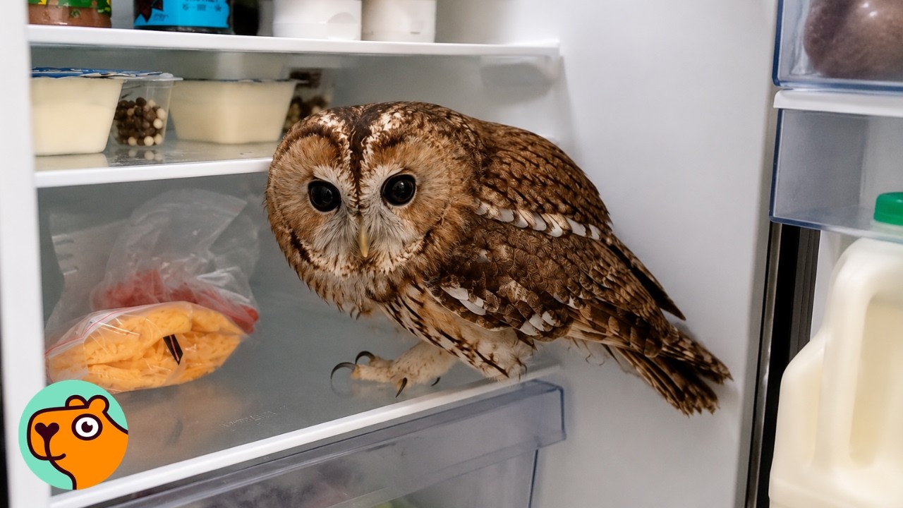 A small owl stands in an open refrigerator and turns to look at you