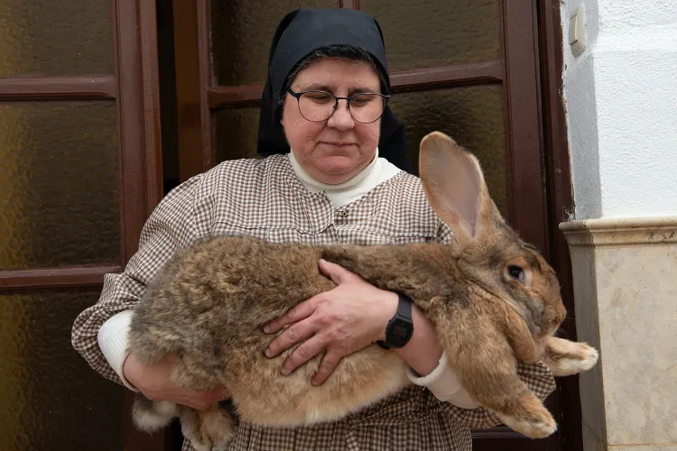 A nun cradles a large rabbit in her arms