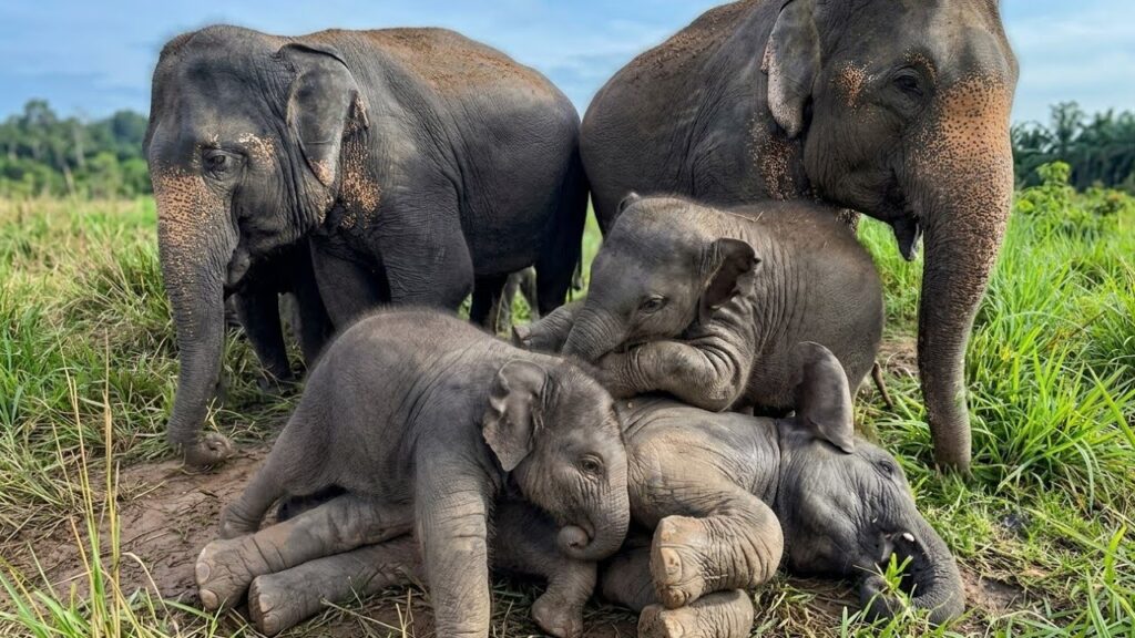 Three baby elephants crawl on top of one another in between two older elephants