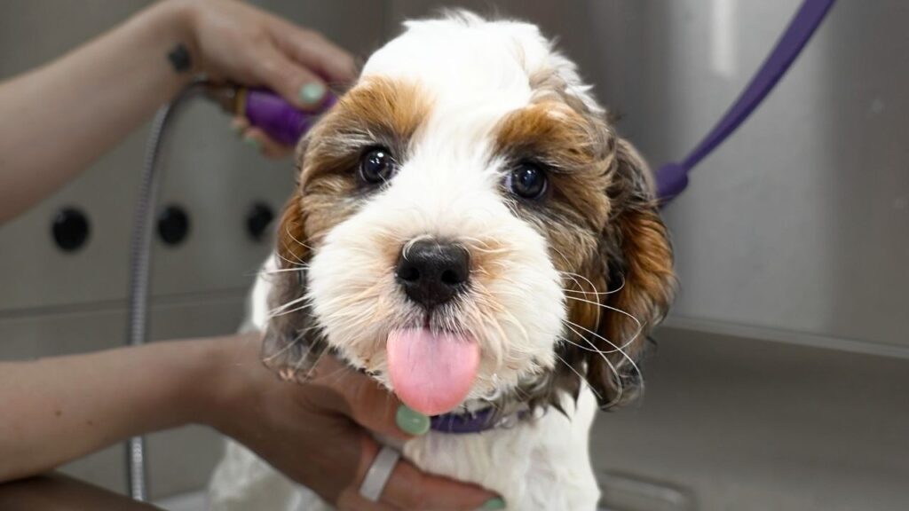 A dog with white muzzle fur and brown patches around her eyes stands on a groomers bathing table and sticks her tongue out