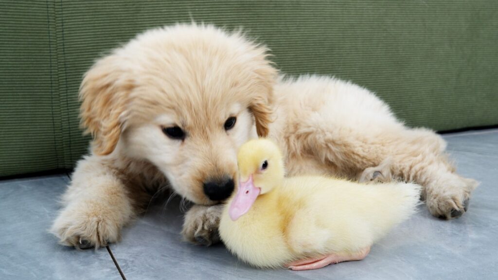 A golden retriever puppy and a small yellow duckling sit together on the floor.